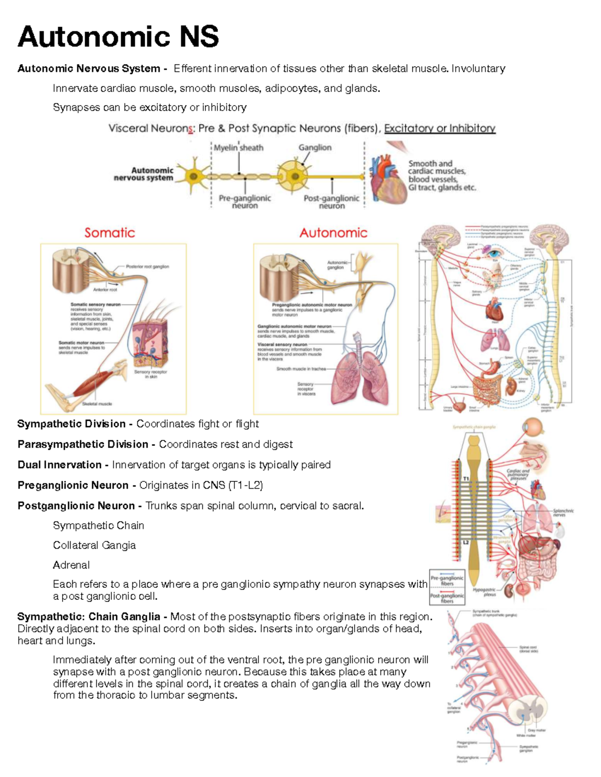 Autonomic NS: Efferent Innervation & Dual Control Mechanisms - Studocu