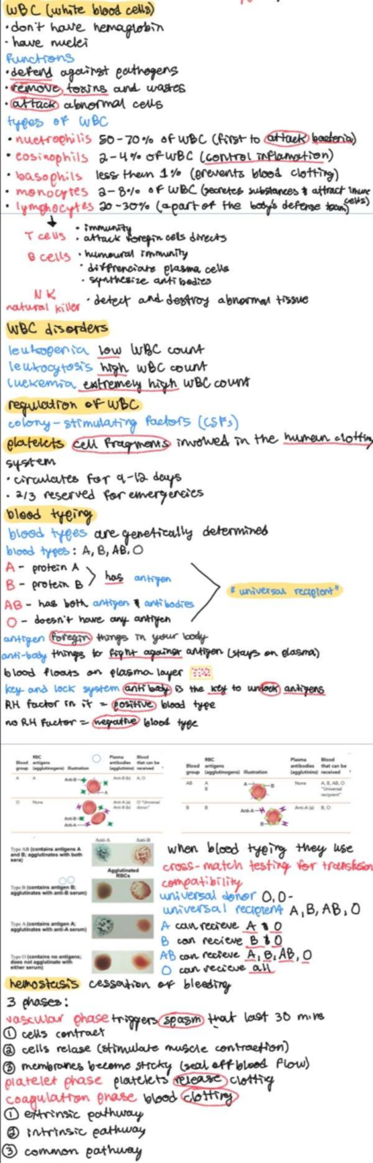 Comprehensive Guide to WBC Functions and Blood Typing for BIO 101 - Studocu
