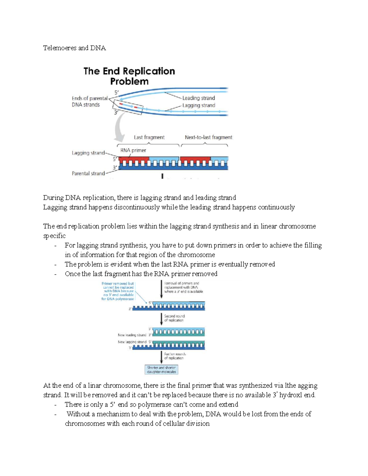Telomeres and DNA Replication: Understanding Lagging and Leading ...