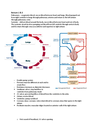 DIGESTIVE SYSTEM: Detailed Overview of the GI Tract and Functions - Studocu