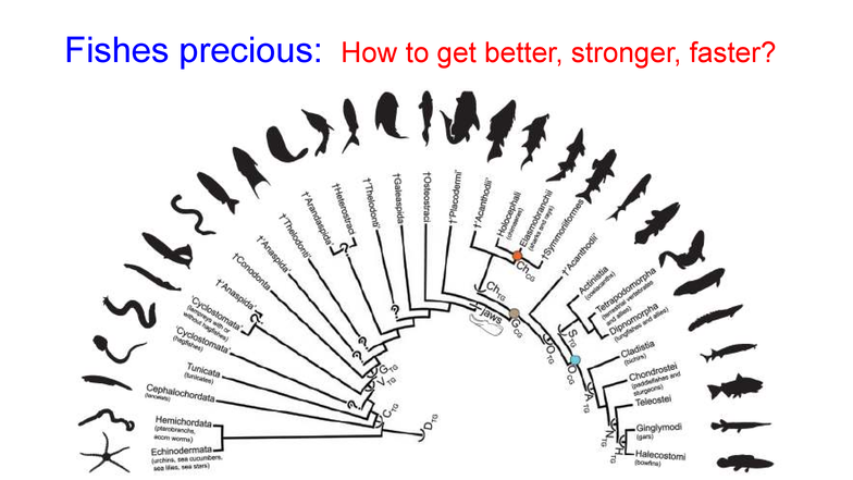 Lecture 2025 - Fish Anatomy & Physiology Overview - Studocu