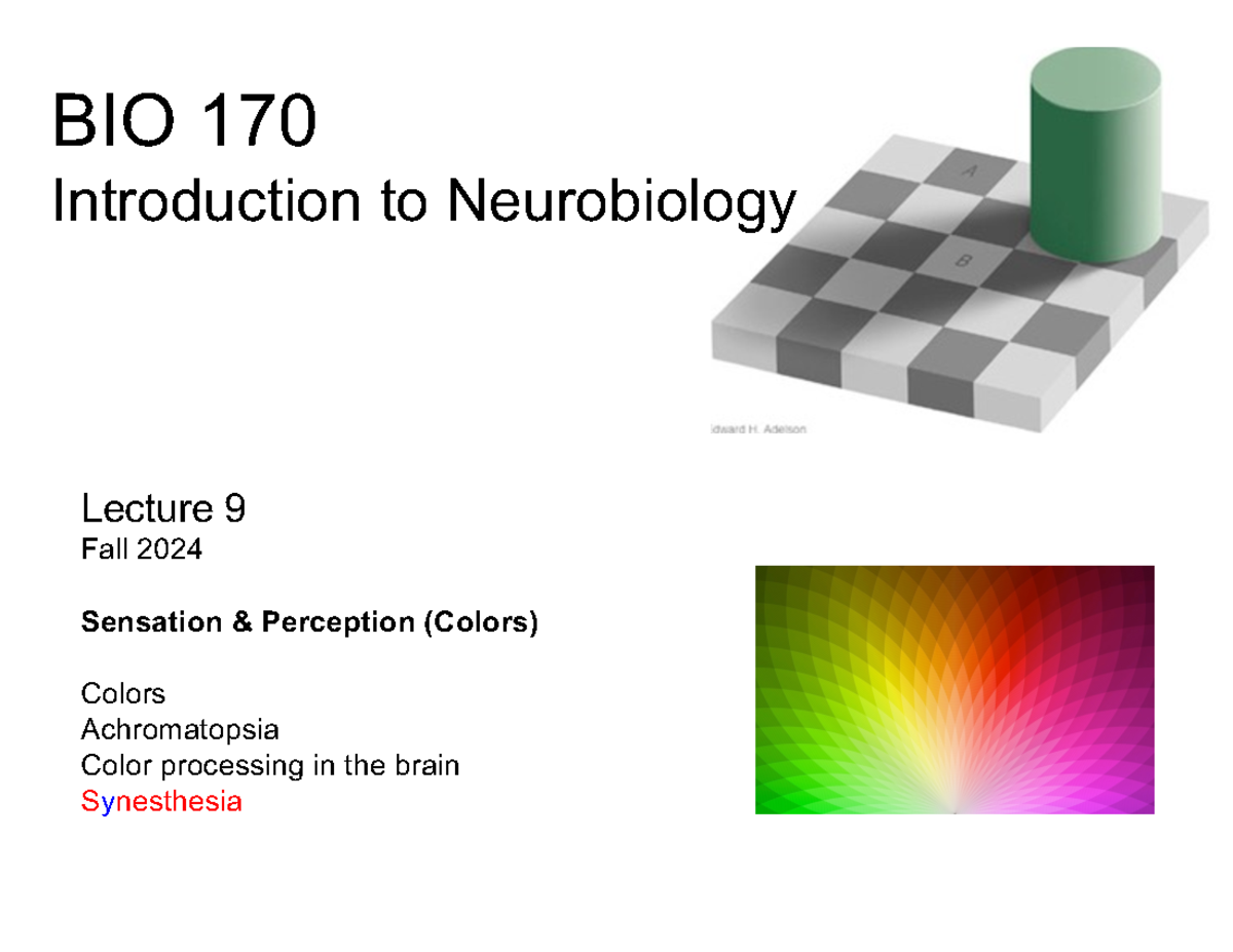 BIO-170 F24 Lecture 9: Colors in Sensation & Perception - Studocu