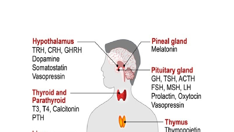 Hormones and the Body System - Hypothalamus TRH, CRH, GHRH Pineal gland ...
