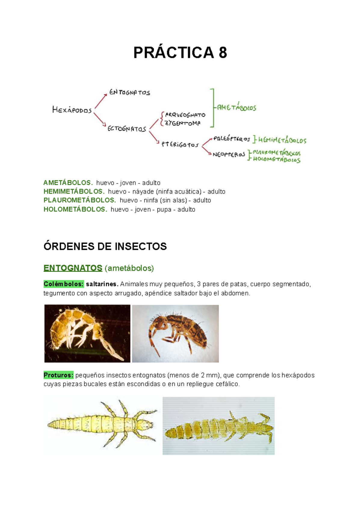 Práctica 8: Clasificación de Insectos y sus Etapas de Desarrollo - Studocu