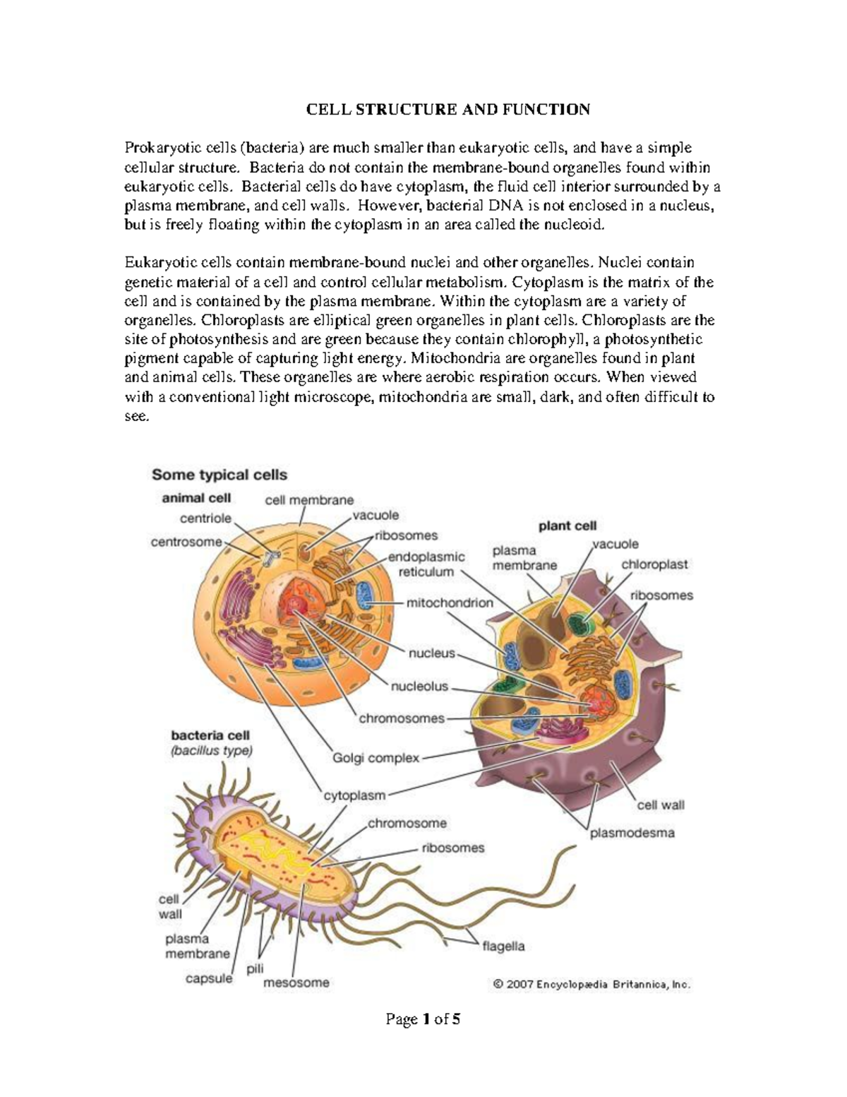 CELL STRUCTURE AND FUNCTION: Prokaryotic vs Eukaryotic Cells - Studocu
