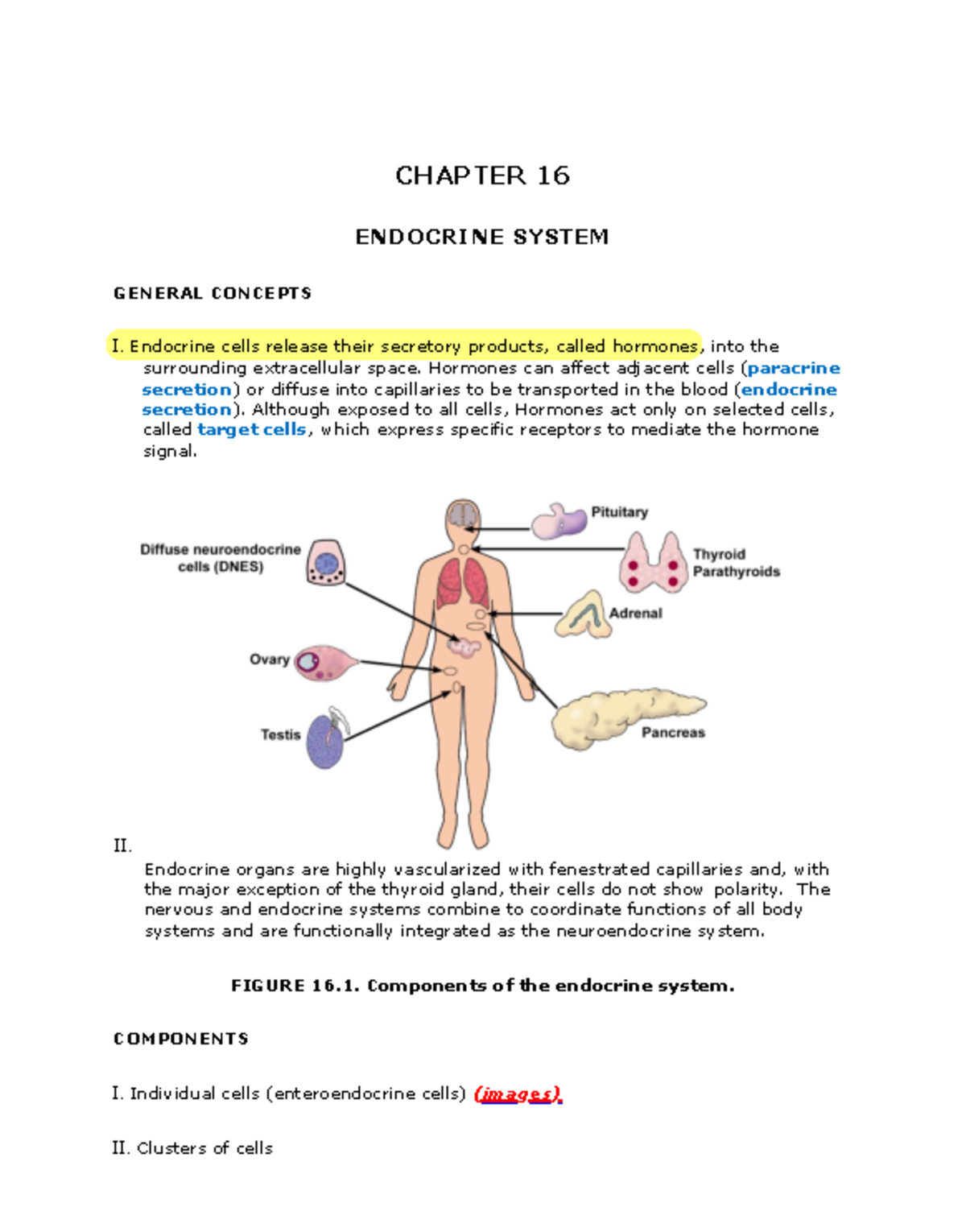 Chapter 16 - Endocrine System - CHAPTER 16 ENDOCRINE SYSTEM GENERAL ...