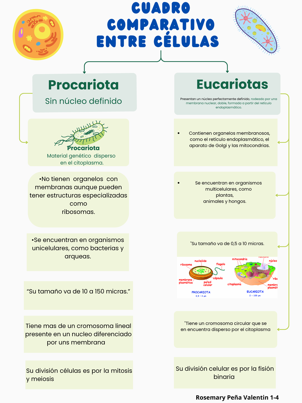 Cuadros Comparativos De Clulas Procariotas Y Eucariotas Cuadro