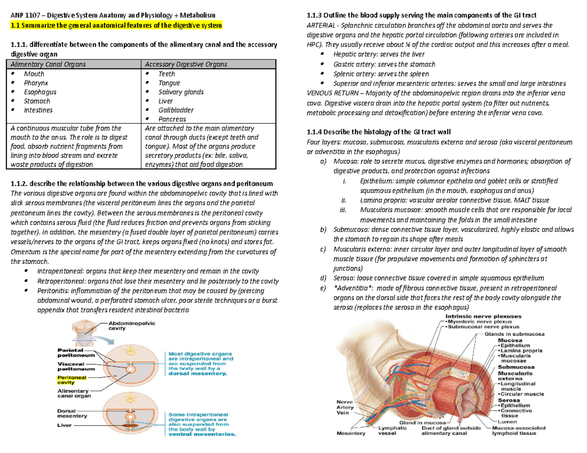 ANP 1107 Midterm Review: Digestive System Anatomy & Physiology Insights ...
