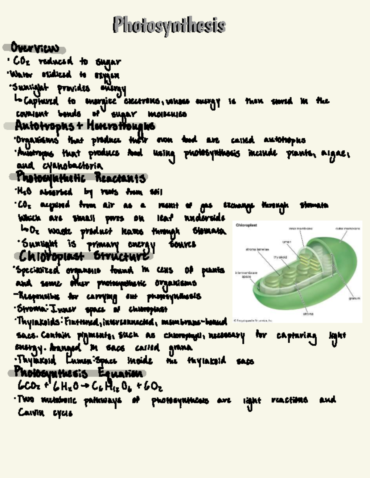 Photosynthesis Overview: Mechanisms, Pathways, and Outcomes - Studocu