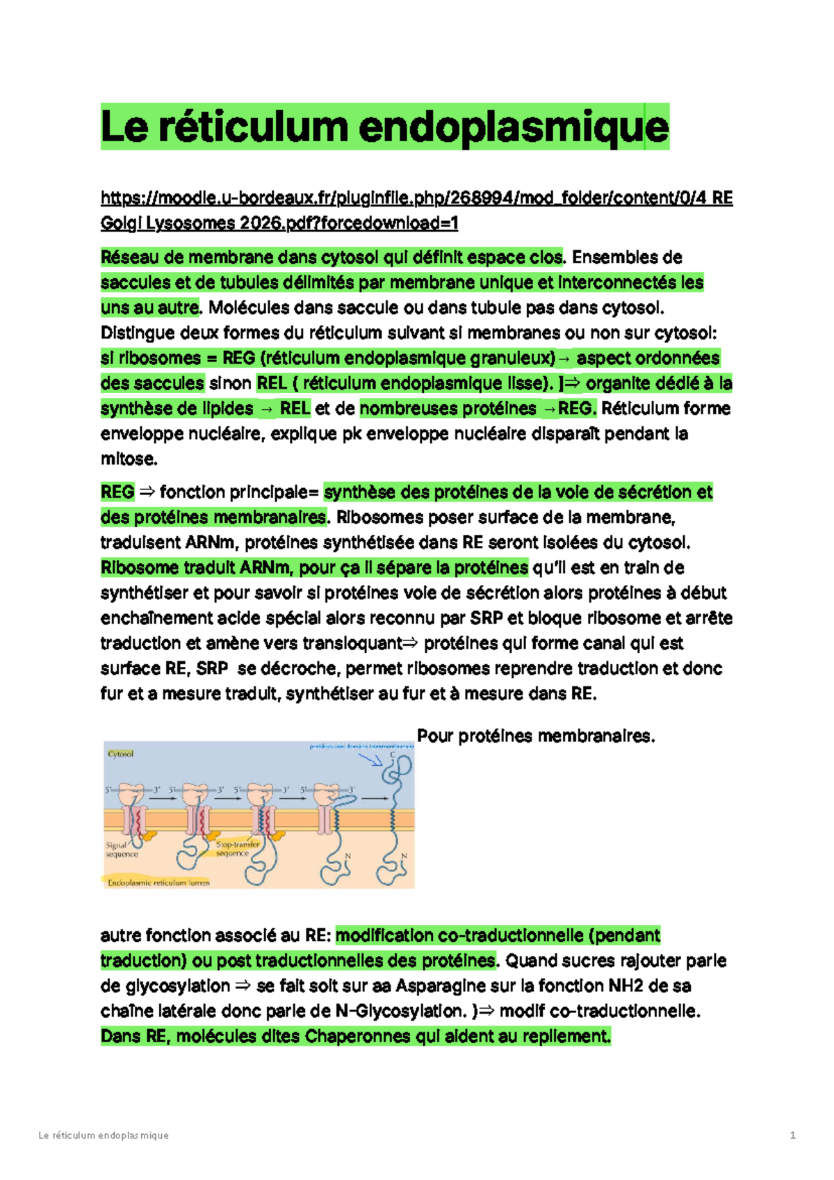 RE - Notes de cours sur le réticulum endoplasmique et Golgi - Studocu