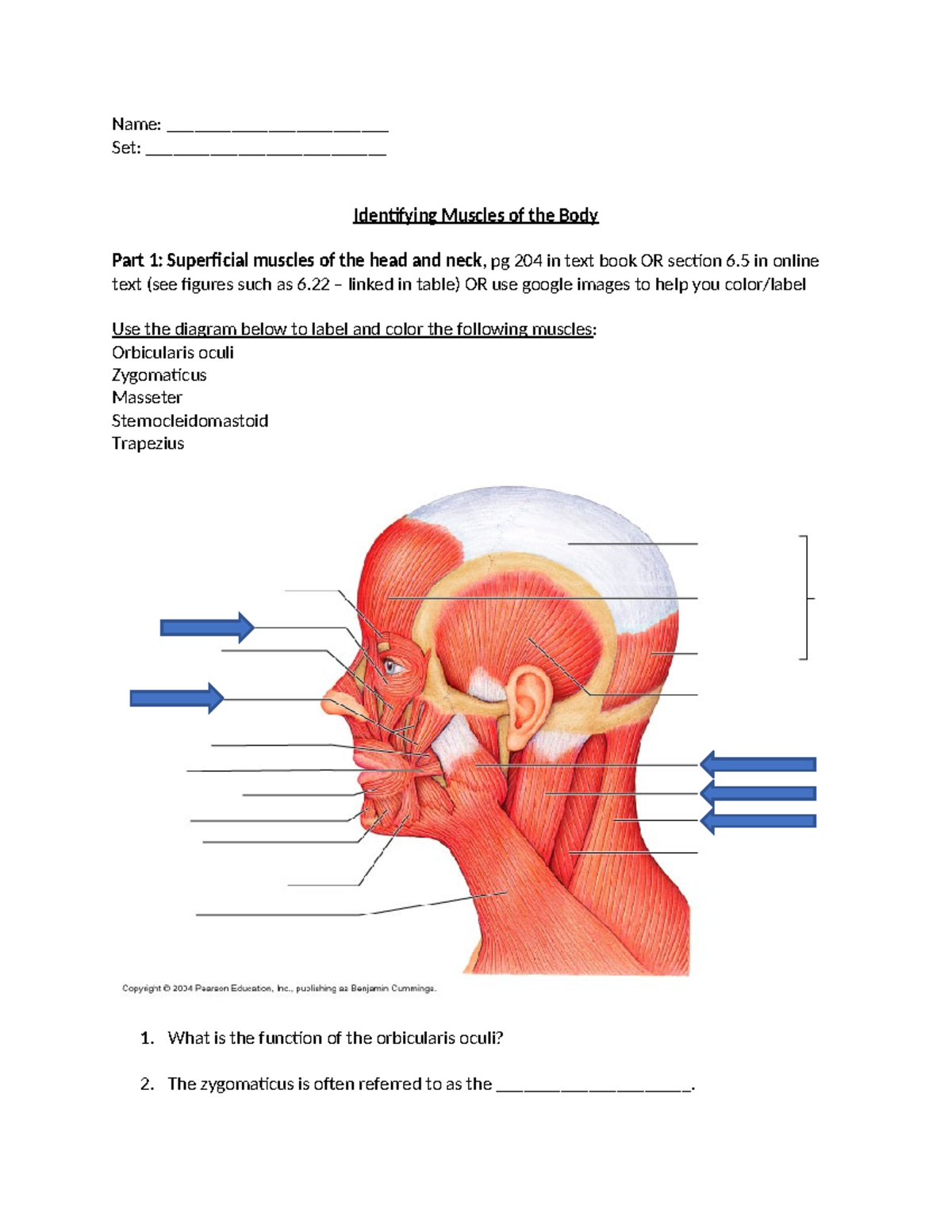 Muscle Identification & Coloring Guide: Anatomy Set 6.5 - Studocu