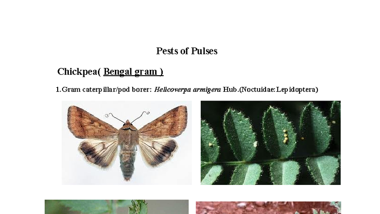 Pests of Pulses: Identification and Management Strategies - Studocu