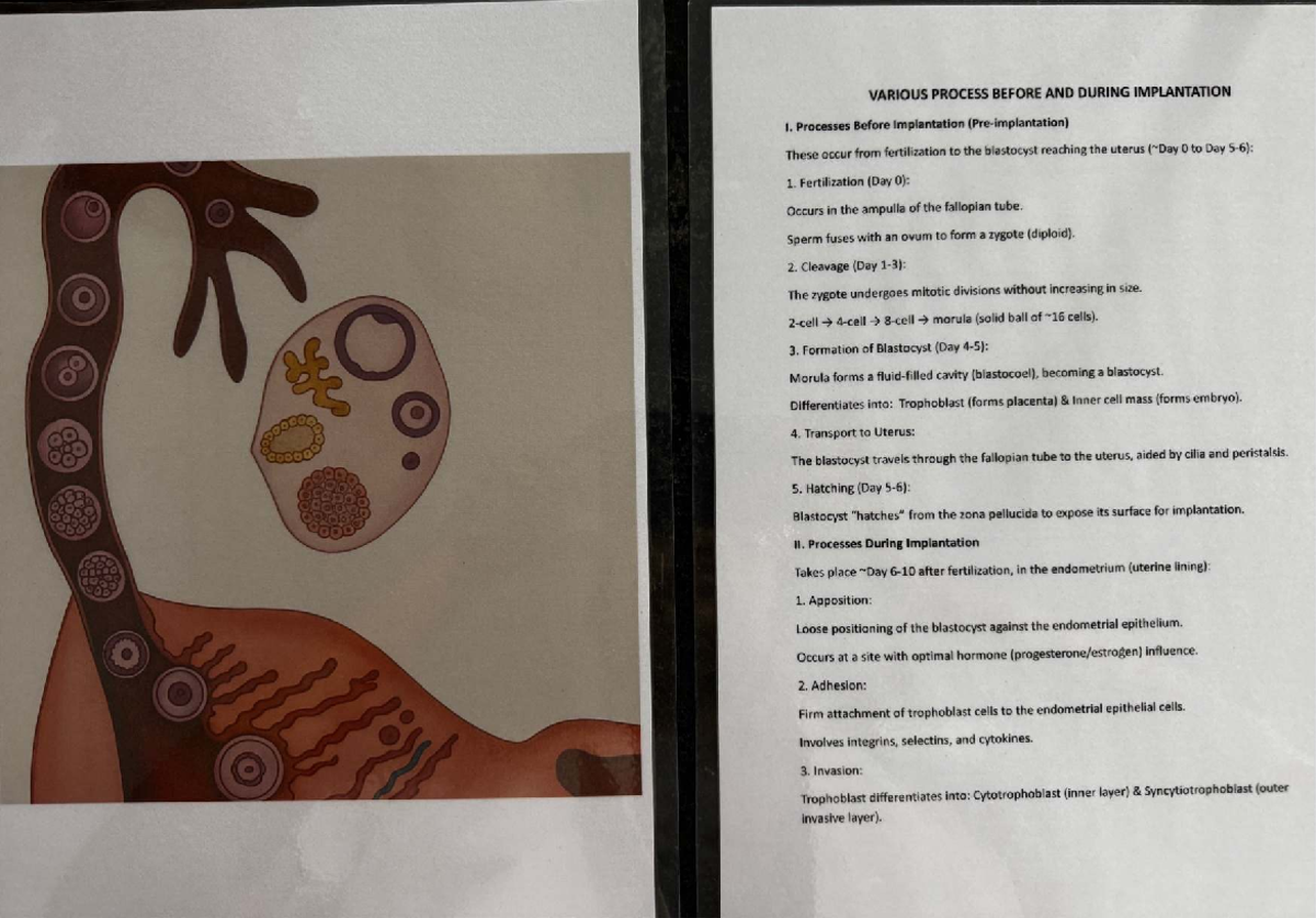 Embryology Processes: Implantation, Midgut Rotation & Neurulation ...