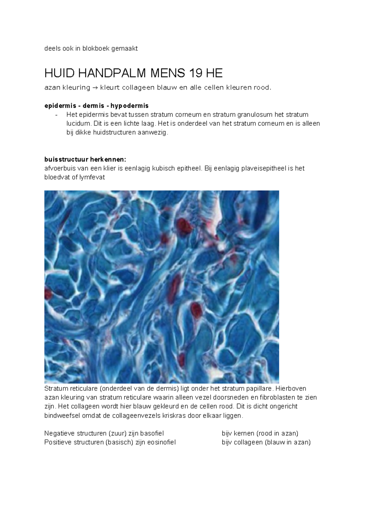 Practicum 3: Microscopie van Bindweefsel & Tumorpathologie - Studeersnel