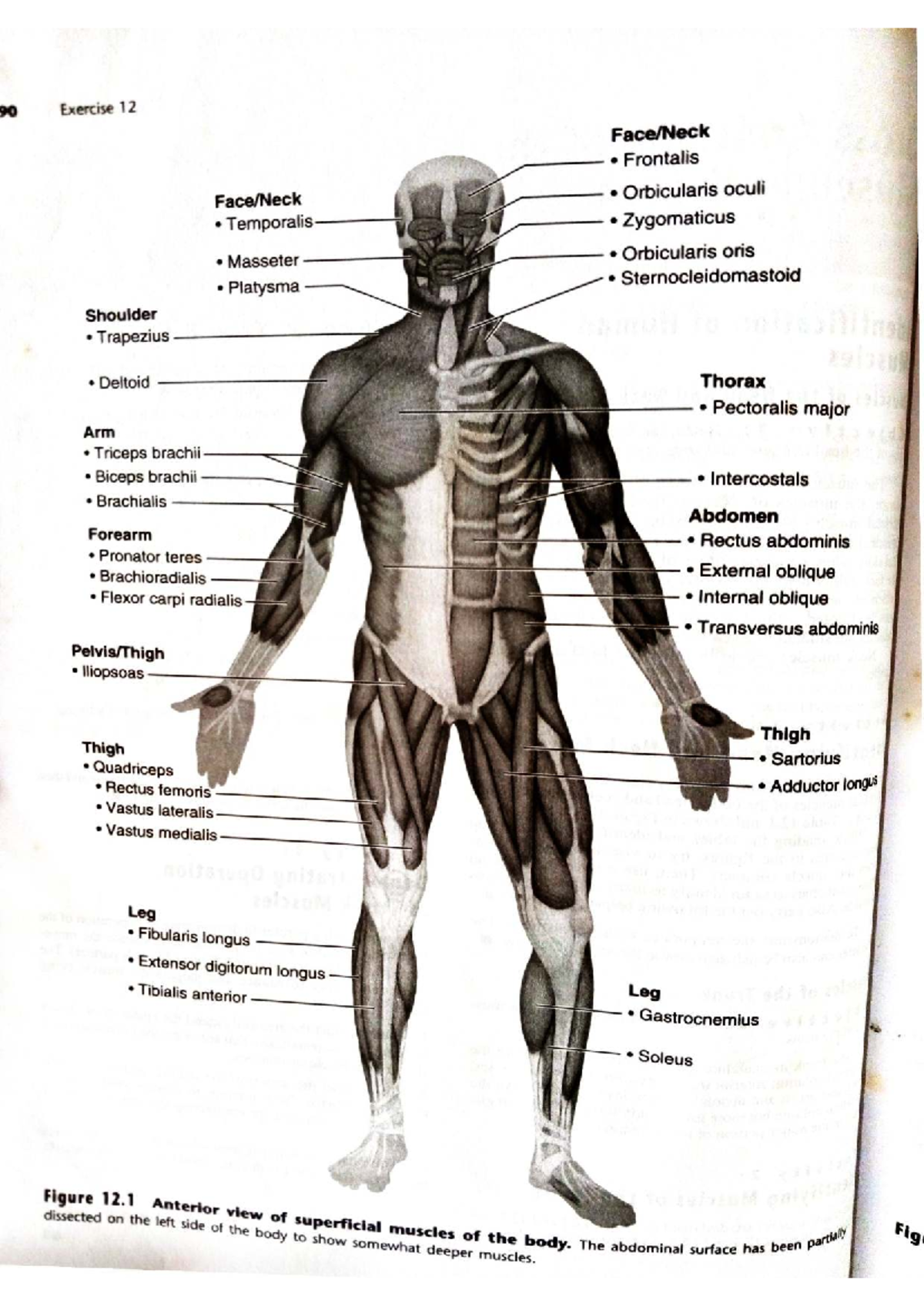 Gross Anatomy Of The Muscular System Exercise 12 Answer