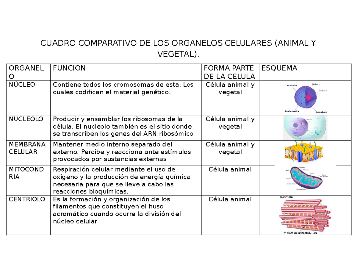Cuadro comparativo de los organelos - CUADRO COMPARATIVO DE LOS