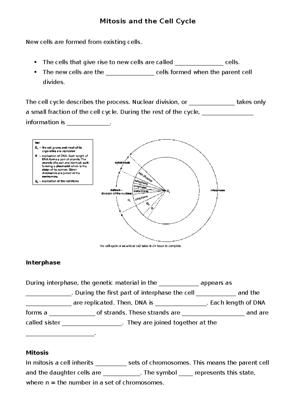 Mitosis and Cell Cycle - Mitosis and the Cell Cycle New cells are ...