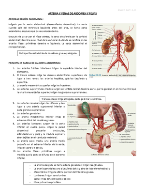 Guia anatomía urogenital del perro - 2 la ubicación topográfica de los ...