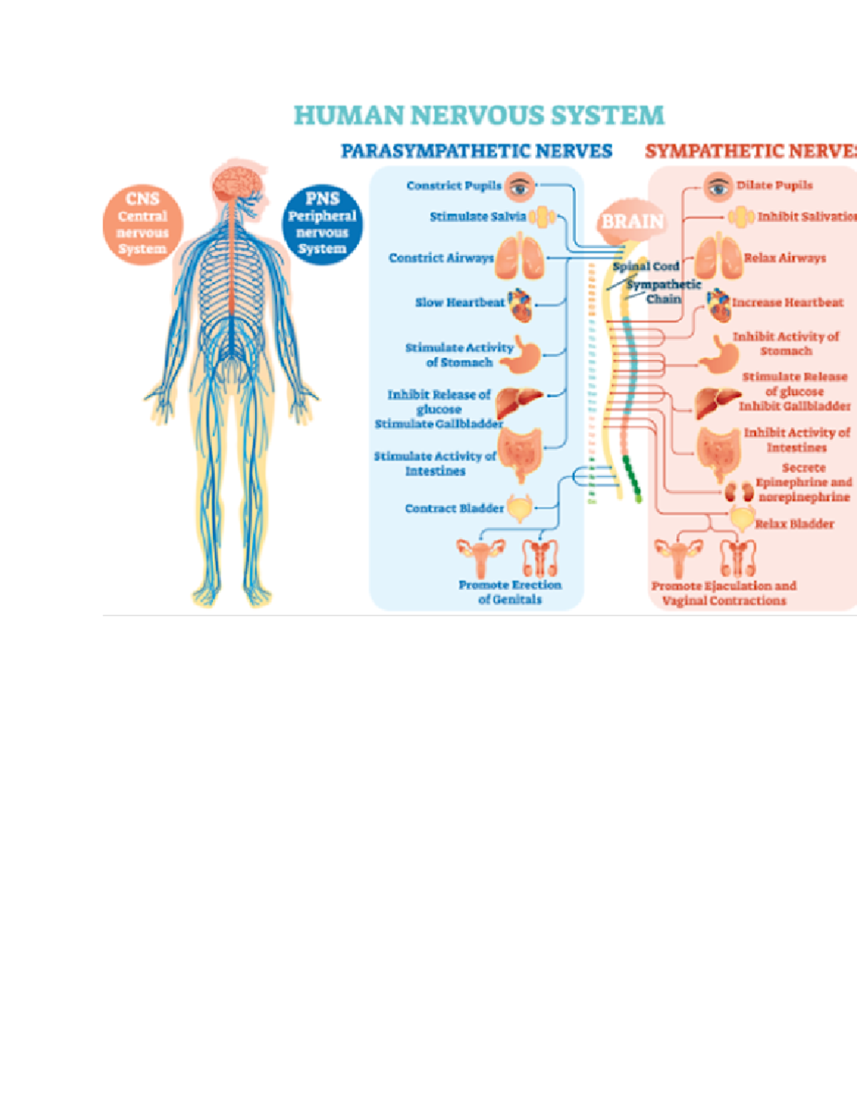 CNS & PNS Overview: Functions of the Central Nervous System - Studocu