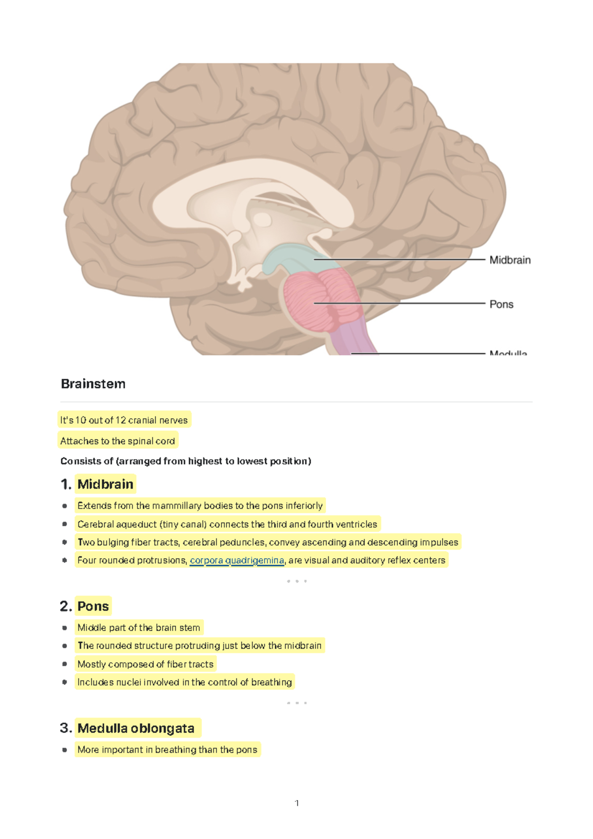 Brainstem Overview: Key Structures and Functions in Neuroanatomy - Studocu