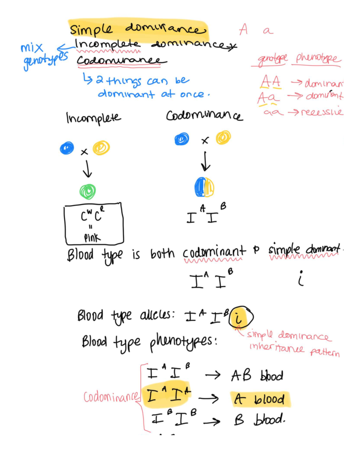 Simple Dominance & Codominance: Genotypes & Phenotypes Explained - Studocu