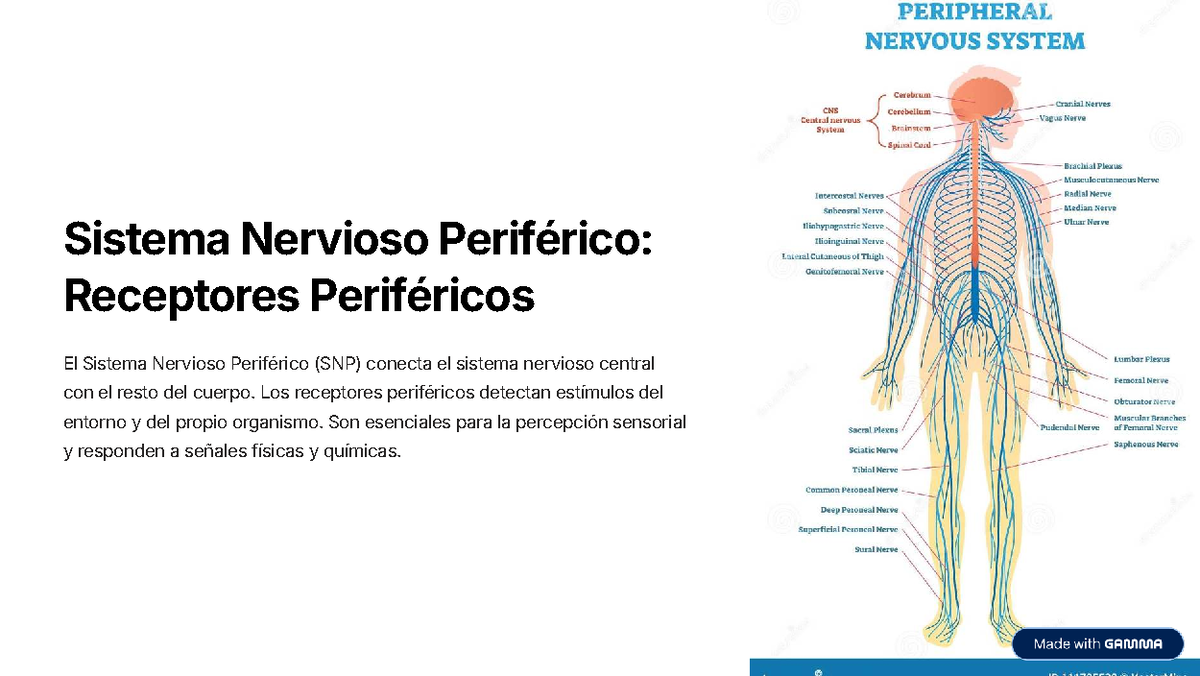 PPT - Almejas, pulpos, babosas, caracoles acuáticos y terrestres. Grupo muy  numeroso (unas 100.000 especies vivas y gran can PowerPoint Presentation -  ID:871968, image size:1200x676