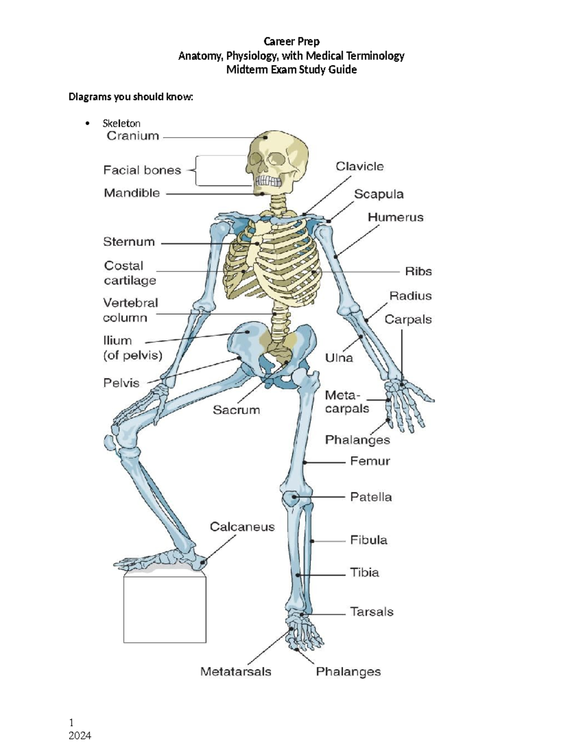 Career Prep Anatomy & Physiology (AP) Midterm Exam Study Guide - Studocu