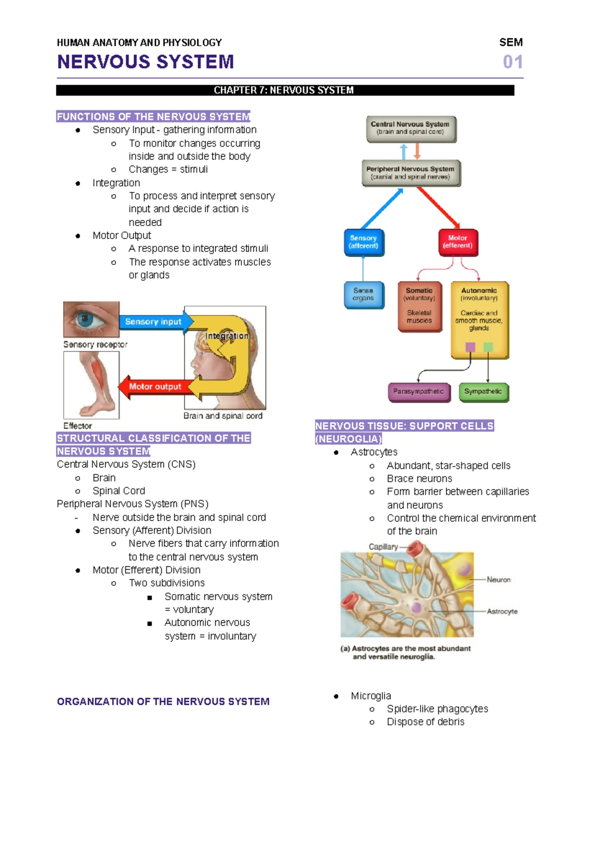 Blood - Anatomy & Physiology SEM - Chapter 11 Summary - Studocu