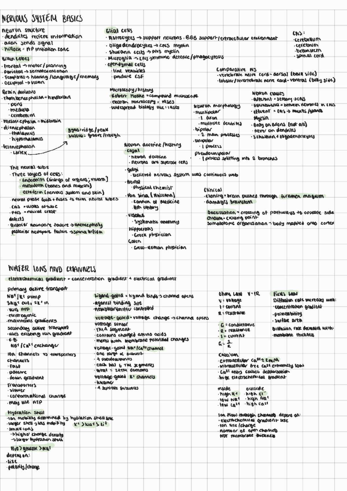 BIOL10832 Nervous System Basics: Neurons, Synapses, and Action ...