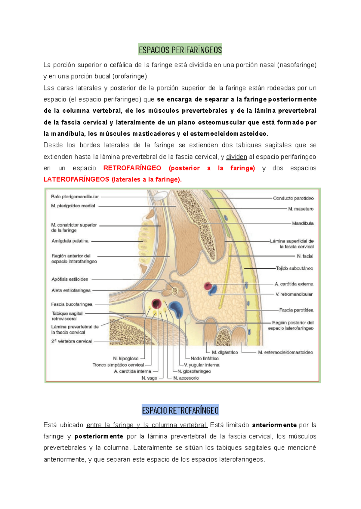 Espacio Perifaringeo y sus Divisiones: Anatomía y Funciones - Document Preview