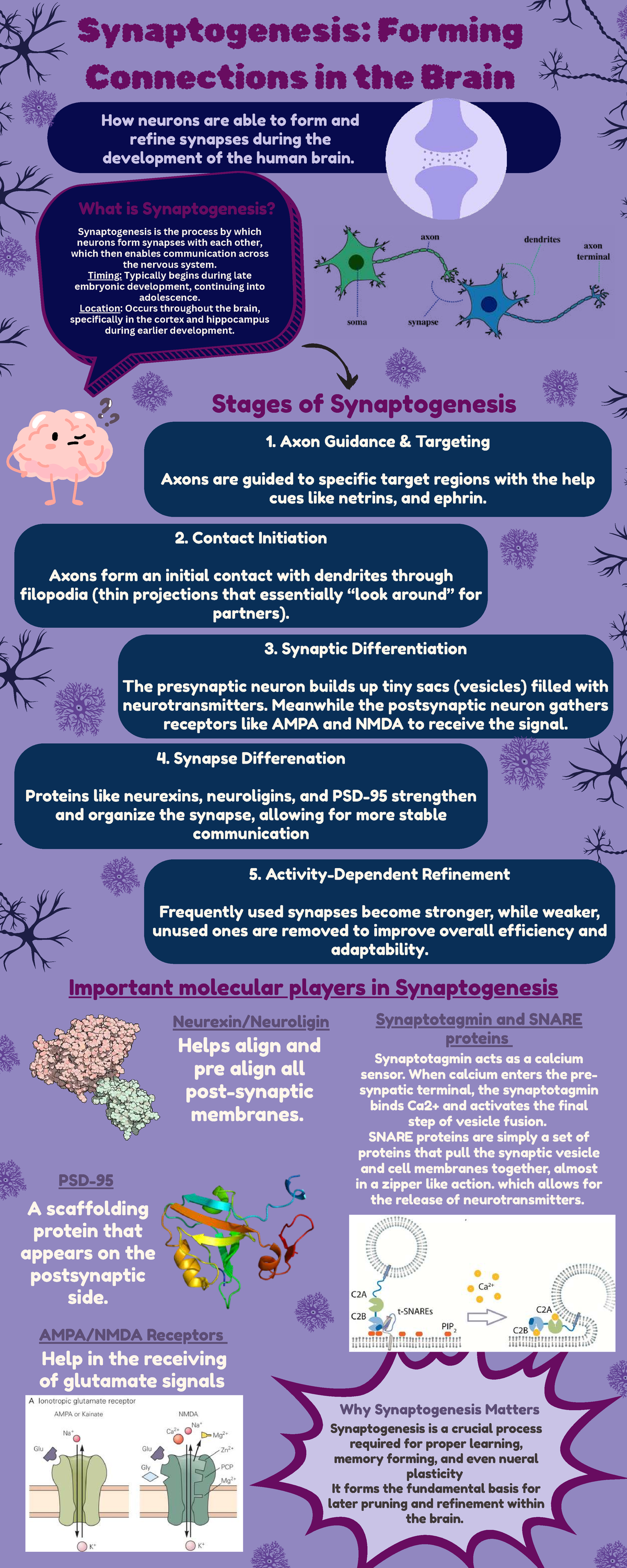 Infographic on Synaptogenesis: Brain Connections Explained (101306816 ...