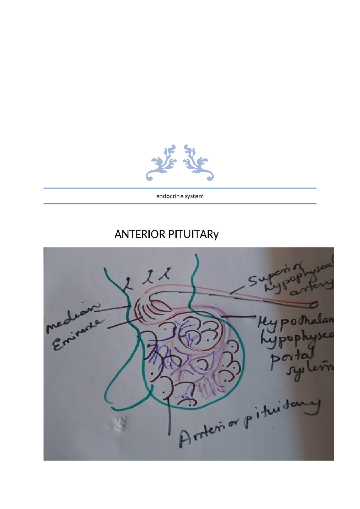 ENDO 101: Anterior Pituitary and Hormonal Functions Study Notes - Studocu