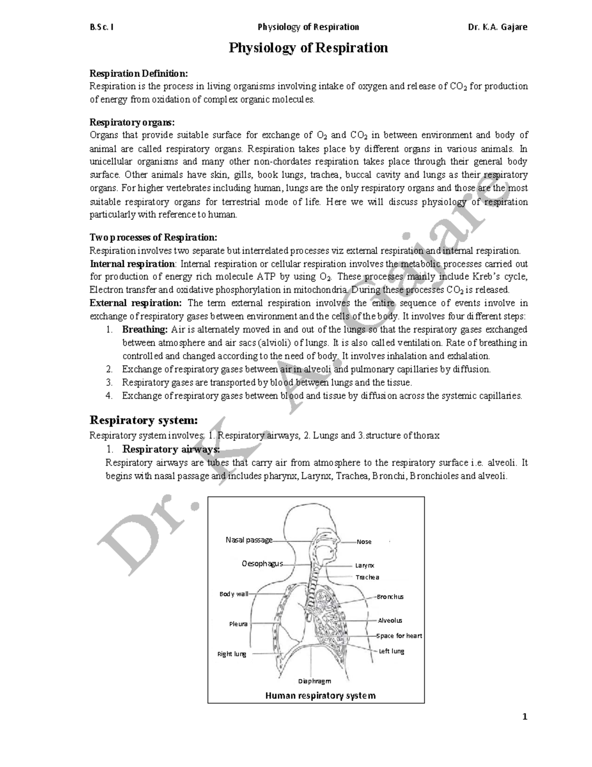 B.Sc. I Physiology of Respiration: Comprehensive Study Notes - Studocu