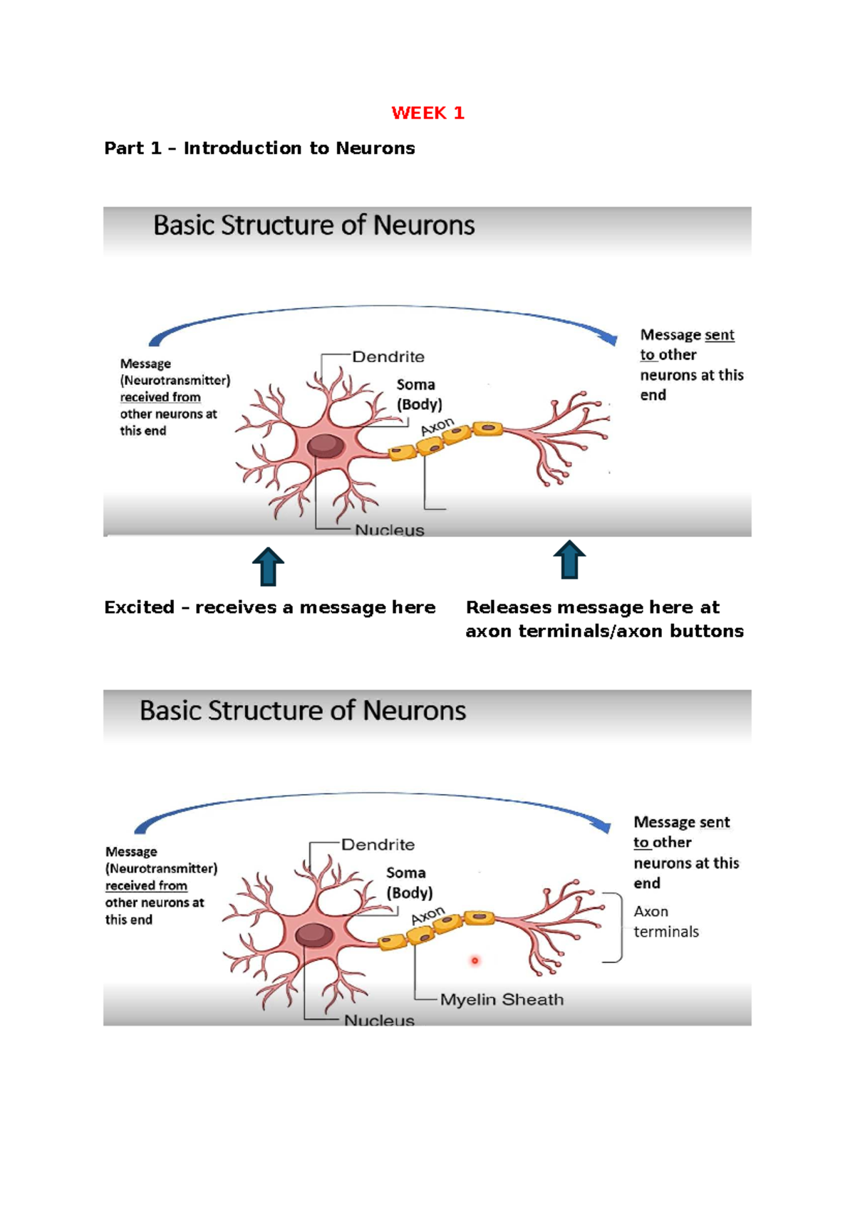 Week 1 - Lecture Notes on Neurons and Action Potentials - Studocu