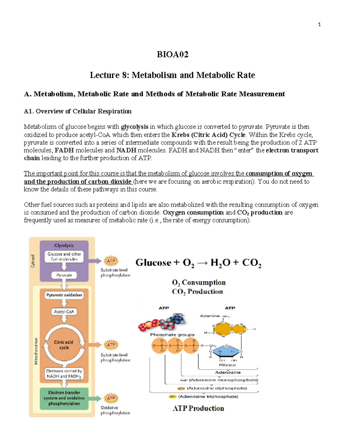Lecture 8 Notes: Metabolic Rate and Energy Consumption in BIOA - Studocu