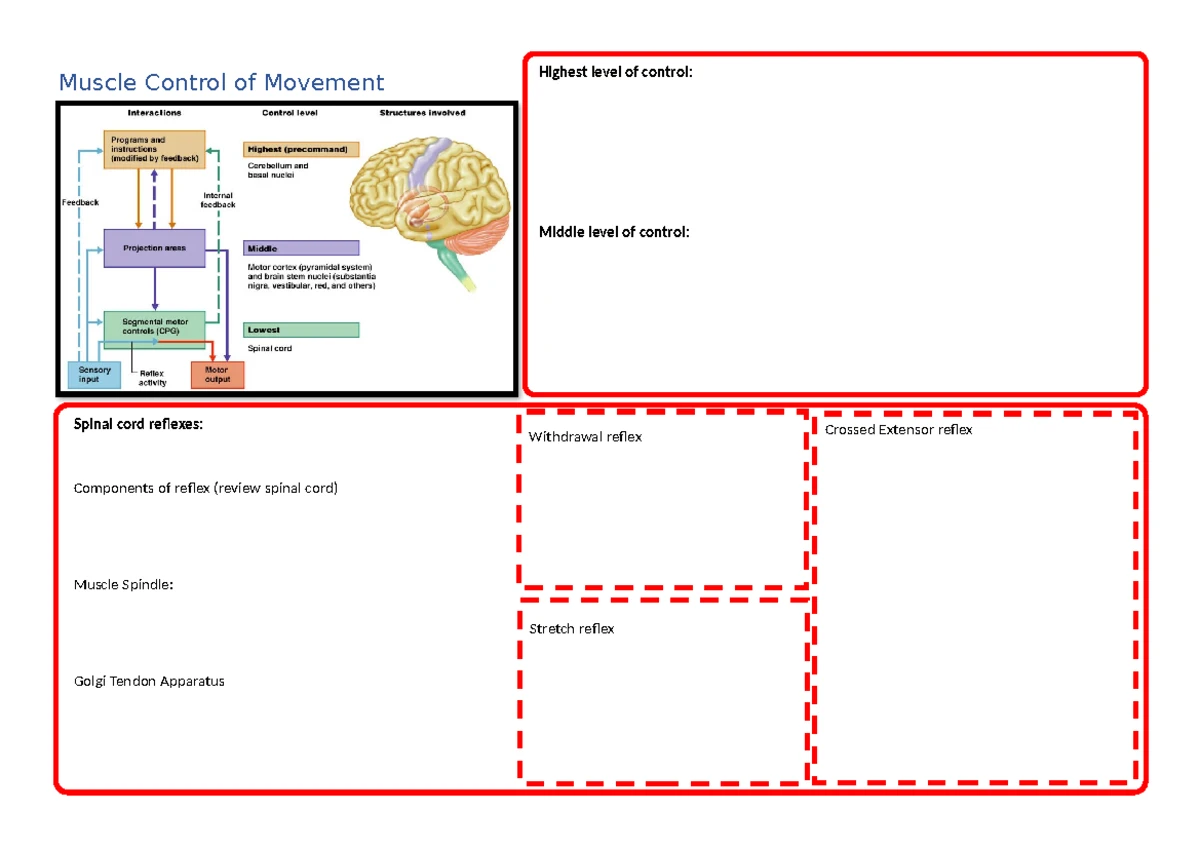 Physiology Chapter 1: Homeostasis and Cellular Mechanisms - Studocu