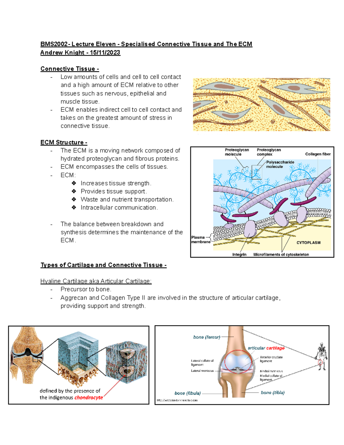 BMS2002 - Lecture 11: Specialized Connective Tissue & ECM Overview ...