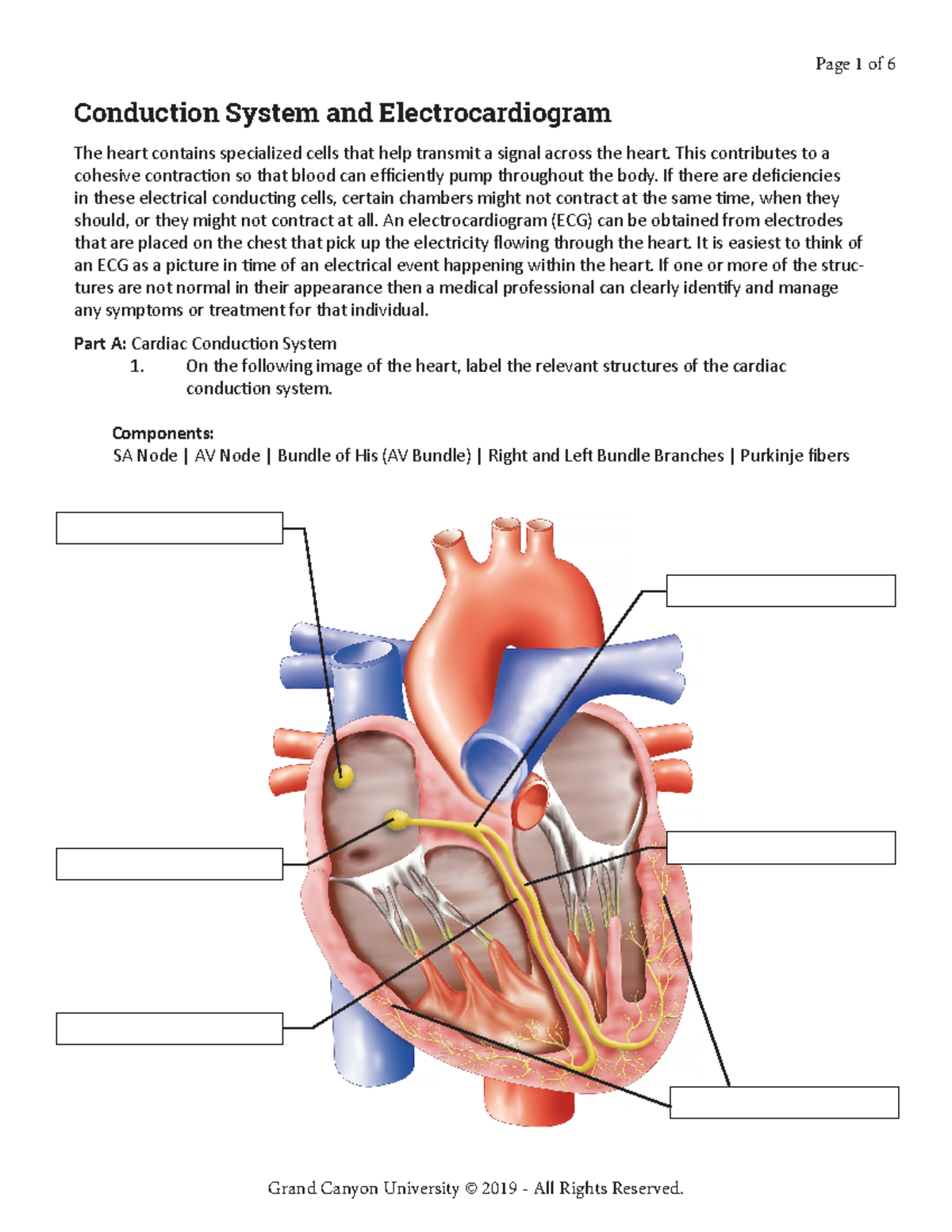 BIO 202L RS Activity 1: Cardiac Conduction & ECG Integration - Studocu