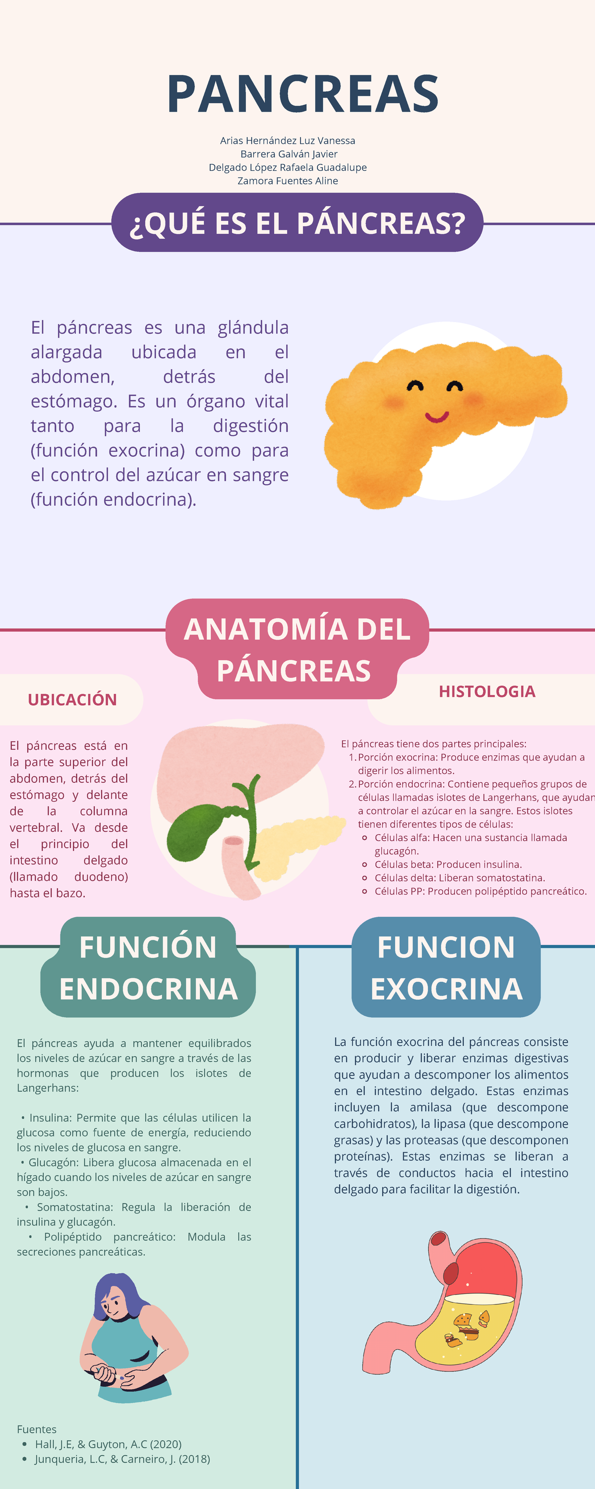 Páncreas Infografía - Infografia del páncreas - ¿QUÉ ES EL PÁNCREAS? El