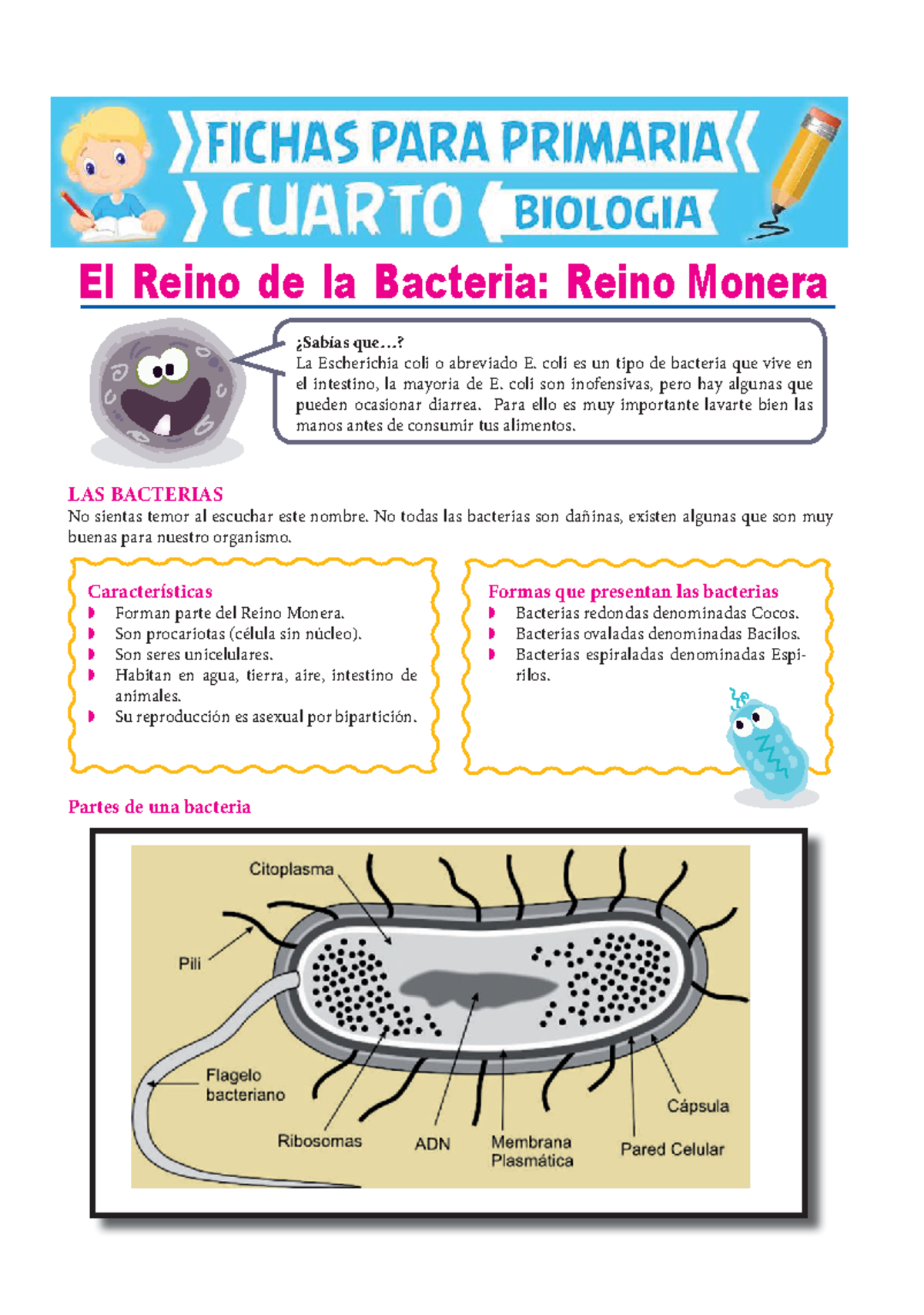 Reino Monera: Bacterias Benéficas y Dañinas Explicadas - Studocu