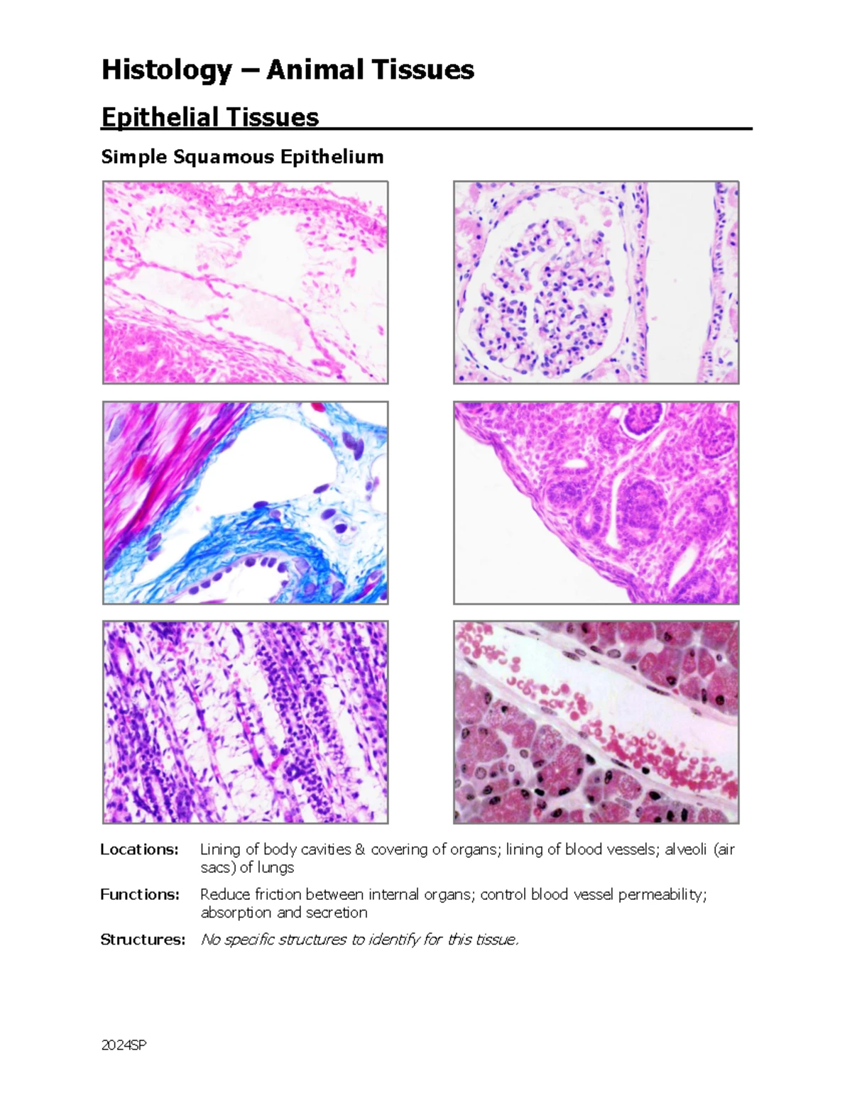 Histology Module 1-4: Epithelial and Connective Tissues Overview - Studocu