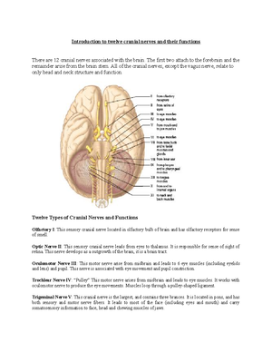 Chapter 14 The Brain and Cranial Nerves - Rostral – means toward the ...