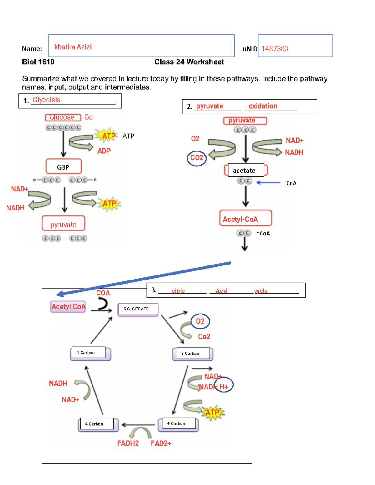 Biol 1610 Class 24 Worksheet: Lecture Pathway Summary - Studocu