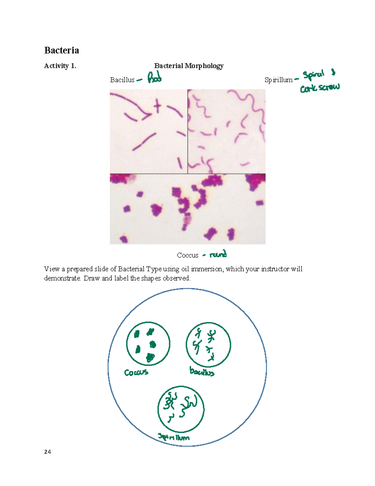 Bacteria Lab (BIO 101) - Morphology and Observations Activities - Studocu