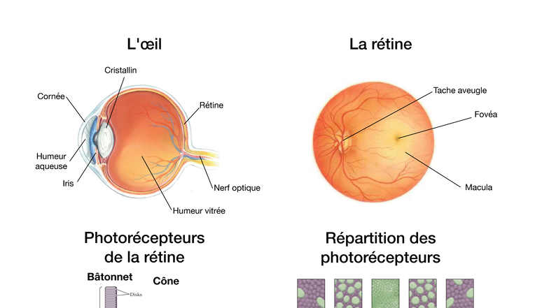 L3 APAS Physio CM2 - Rods and Cones in the Retina: Structure and ...