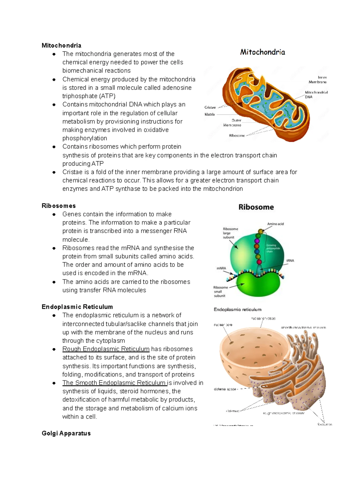 PBHM Lecture Notes: Body Organization, Anatomy, and Physiology Overview ...