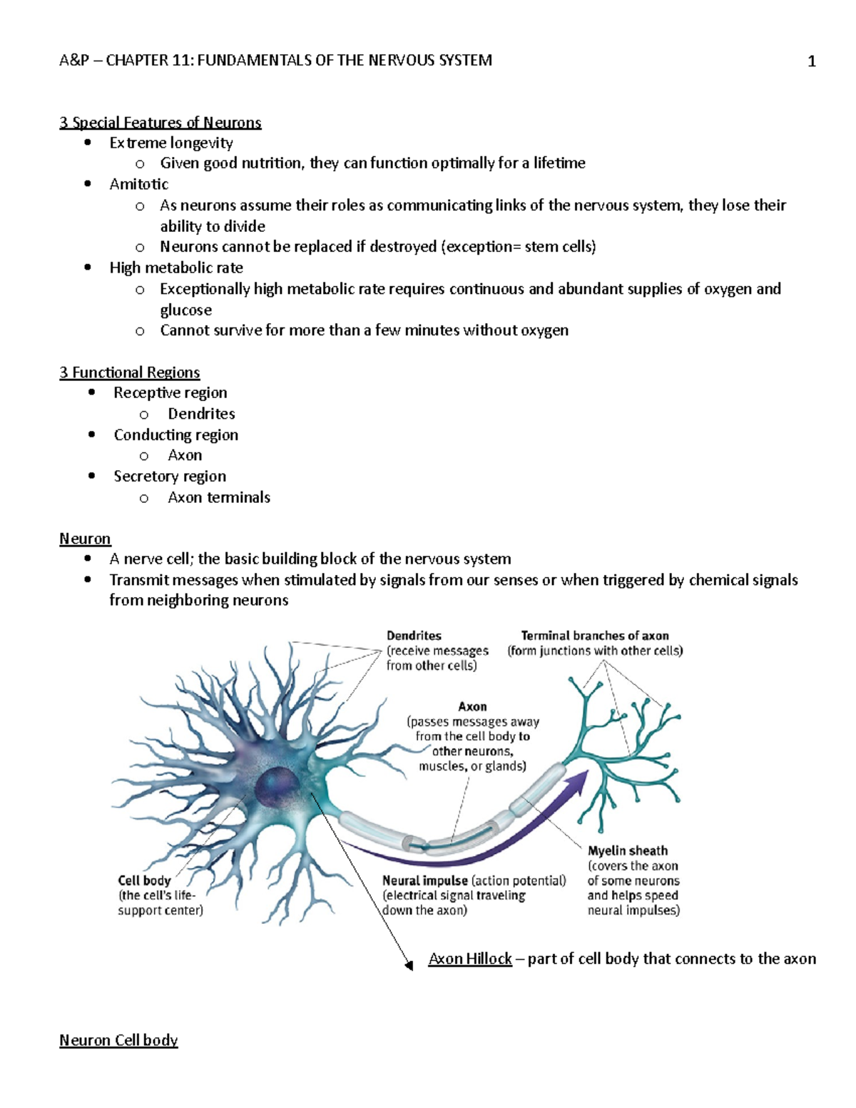 A&P Chapter 11 - Lecture Notes on Neuron Structure and Function - Studocu