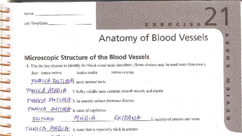 Lab 21 Exercise: Anatomy of Blood Vessels and Circulatory System - Studocu
