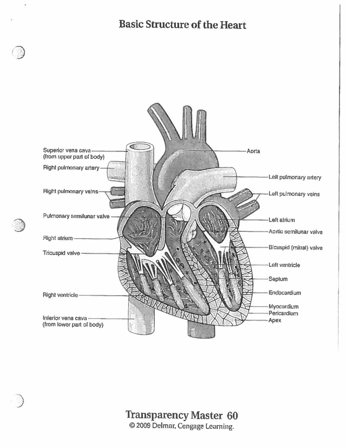 What Is The Basic Structure Of The Cardiovascular System