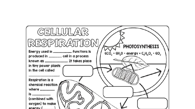 Biology 101: Cellular Respiration & Photosynthesis Overview - Studocu
